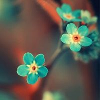 苹果手机的whatsapp whatsapp分组步骤